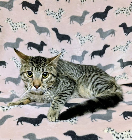 HERCULES, Baby Domestic Short Hair (medium coat), cat for adoption in San Buenaventura (Ventura), California