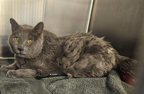 FRANK, Senior Russian Blue (long coat), cat for adoption in San Buenaventura (Ventura), California