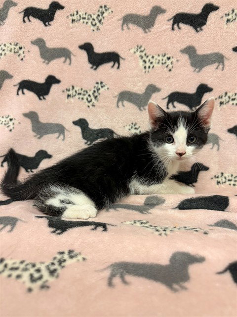 CINNAMON TOAST, Baby Domestic Short Hair (medium coat), cat for adoption in San Buenaventura (Ventura), California