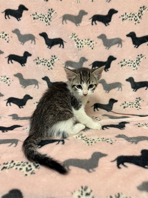 CAP N' CRUNCH, Baby Domestic Short Hair (medium coat), cat for adoption in San Buenaventura (Ventura), California
