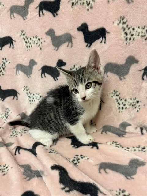 APPLE JACKS, Baby Domestic Short Hair (medium coat), cat for adoption in San Buenaventura (Ventura), California