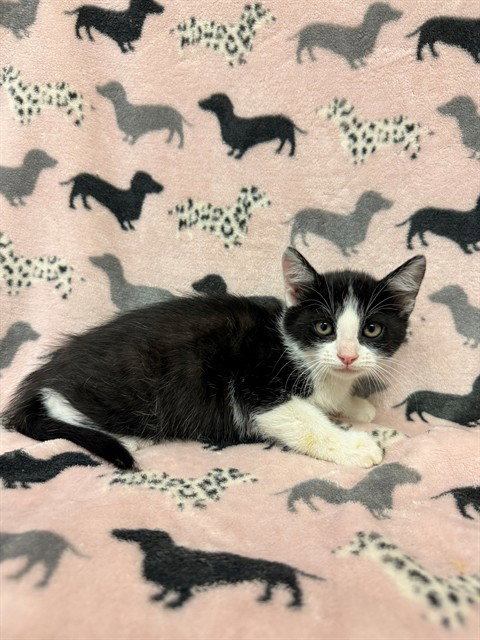 TRIX, Baby Domestic Short Hair (medium coat), cat for adoption in San Buenaventura (Ventura), California