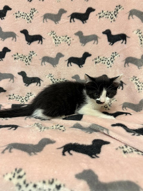 FROSTED FLAKES, Baby Domestic Short Hair (medium coat), cat for adoption in San Buenaventura (Ventura), California
