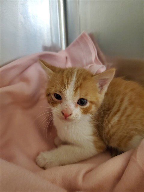 ARCHIE, Baby Domestic Short Hair (medium coat), cat for adoption in San Buenaventura (Ventura), California