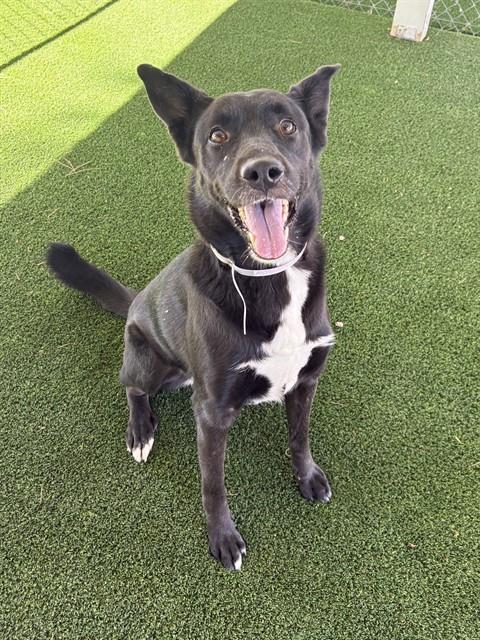 Orchid - Australian Kelpie