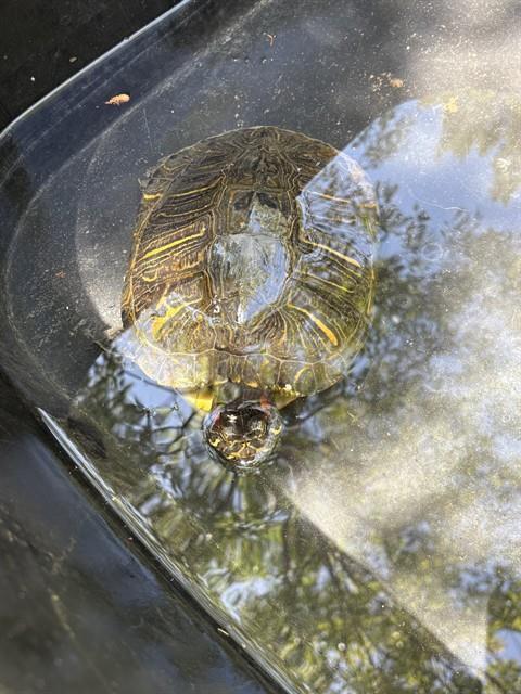 MICHAELANGELO