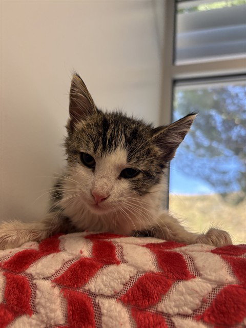 WONDER WOMAN, Baby Domestic Short Hair (medium coat), cat for adoption in Castaic, California