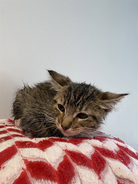 SPIDERMAN, Baby Domestic Short Hair (medium coat), cat for adoption in Castaic, California