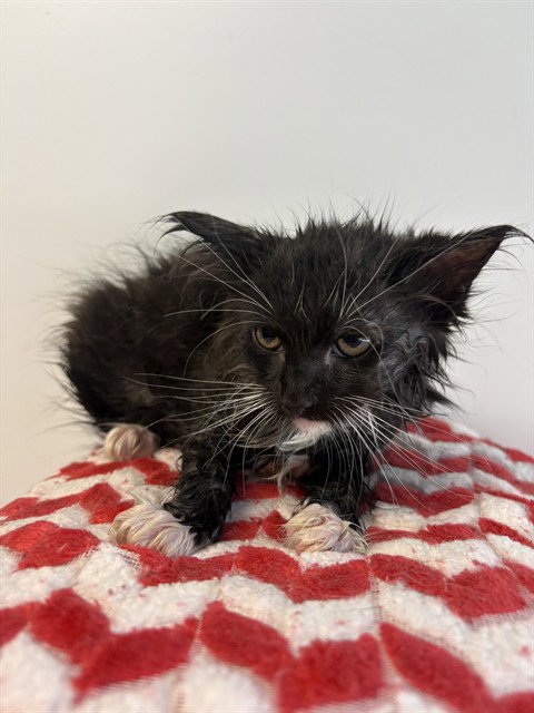 BLACK WIDOW, Baby Domestic Long Hair (medium coat), cat for adoption in Castaic, California