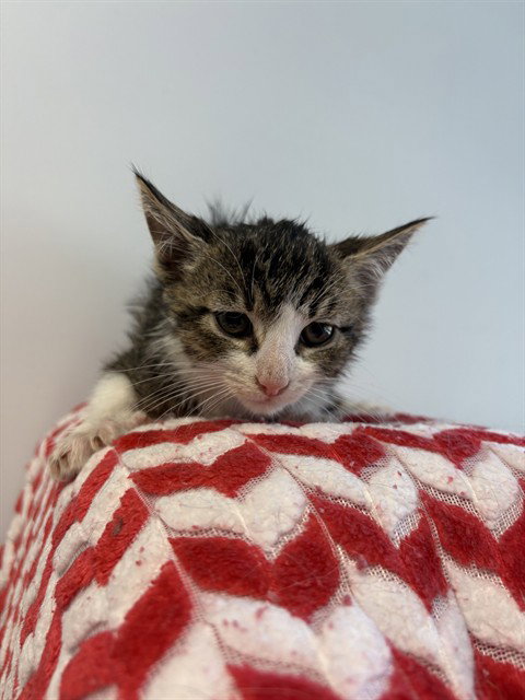 BATMAN, Baby Domestic Short Hair (medium coat), cat for adoption in Castaic, California