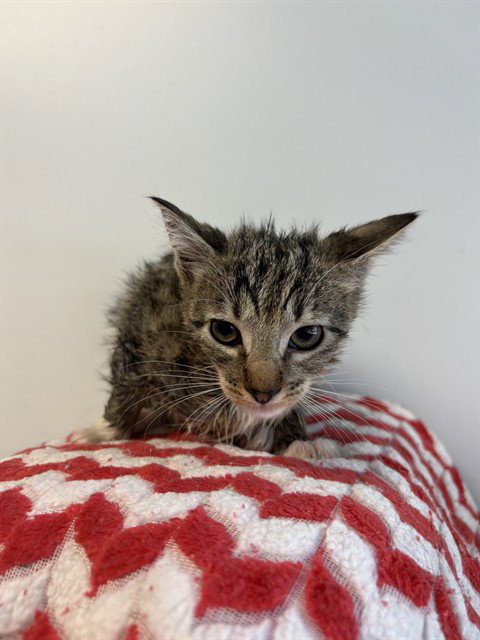 HARELY QUINN, Baby Domestic Short Hair (medium coat), cat for adoption in Castaic, California
