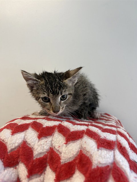 RHEA, Baby Domestic Short Hair (medium coat), cat for adoption in Castaic, California