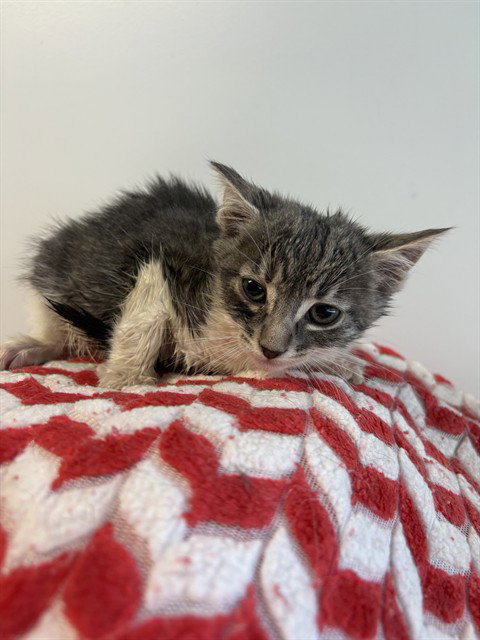 ELEKTRA, Baby Domestic Short Hair (medium coat), cat for adoption in San Buenaventura (Ventura), California