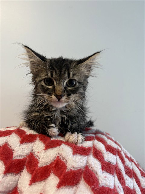POLARIS, Baby Domestic Long Hair (medium coat), cat for adoption in San Buenaventura (Ventura), California