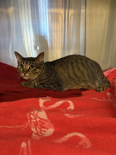 ELLIE, Senior Domestic Short Hair (medium coat), cat for adoption in Castaic, California