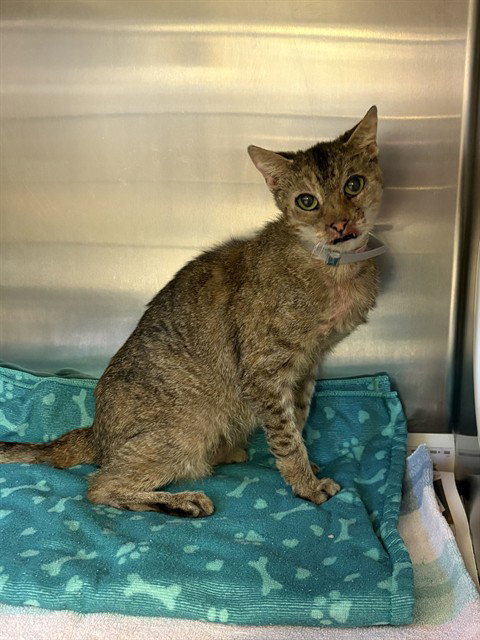 JOSIE, Young Domestic Short Hair (medium coat), cat for adoption in Castaic, California