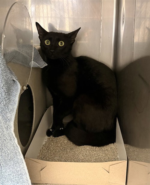 THAI, Adult Domestic Short Hair (medium coat), cat for adoption in Castaic, California