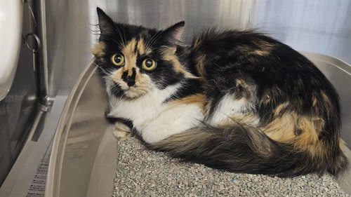 CELESTE, Adult Domestic Long Hair (medium coat), cat for adoption in Castaic, California
