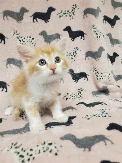 TOULOUSE, Baby Domestic Short Hair (medium coat), cat for adoption in Castaic, California