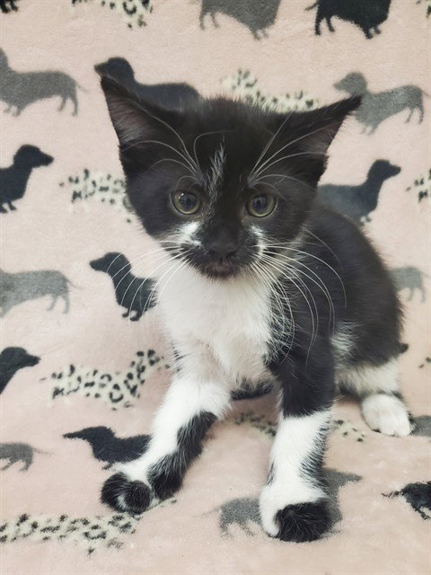 FIGARO, Baby Domestic Short Hair (medium coat), cat for adoption in Castaic, California