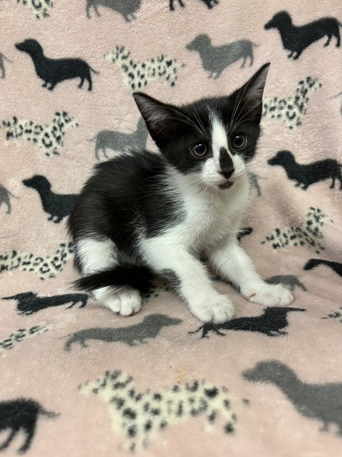 PENGUIN, Baby Domestic Short Hair (medium coat), cat for adoption in Castaic, California