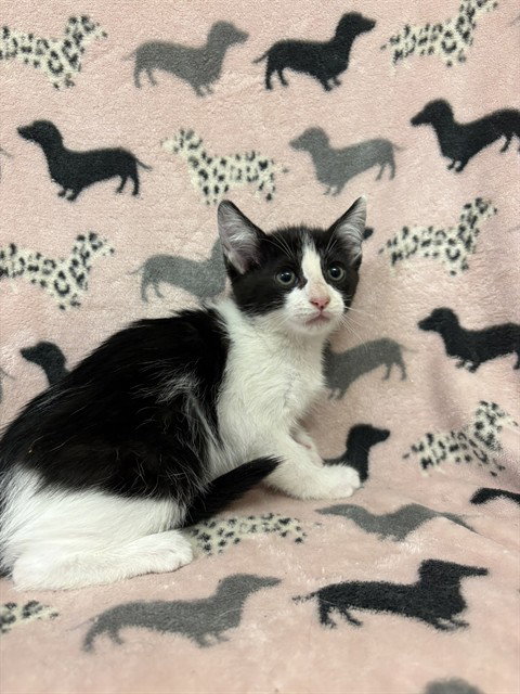 ORCA, Baby Domestic Short Hair (medium coat), cat for adoption in Castaic, California