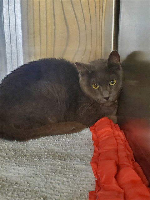 HOUDINI, Adult Siamese / Mixed (medium coat), cat for adoption in Castaic, California