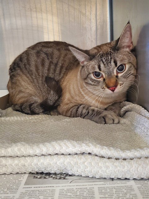 FELIX, Adult Bengal (medium coat), cat for adoption in Castaic, California
