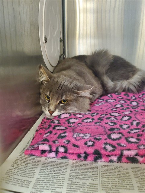 MILO, Adult Domestic Medium Hair (medium coat), cat for adoption in Castaic, California