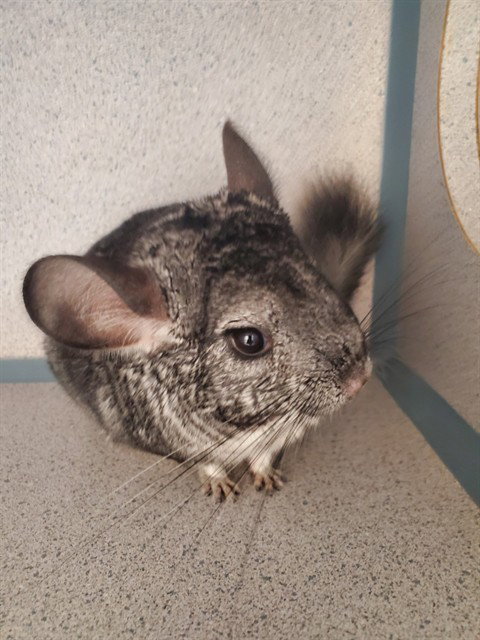 LUNA