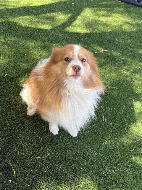 TED