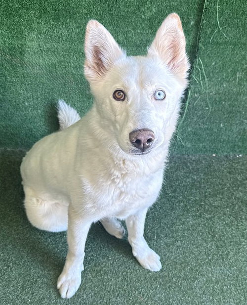 LULU
