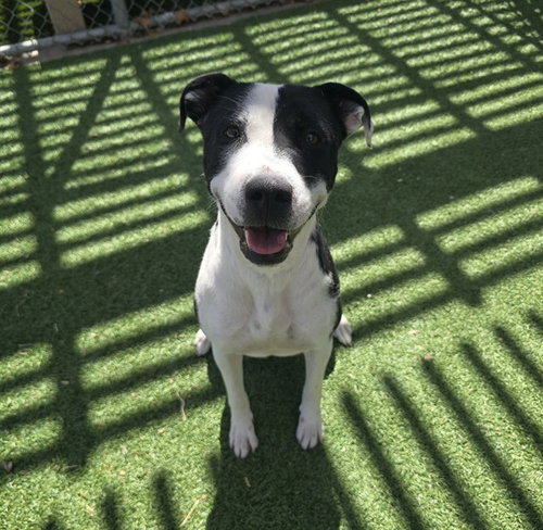 PENELOPE PIT