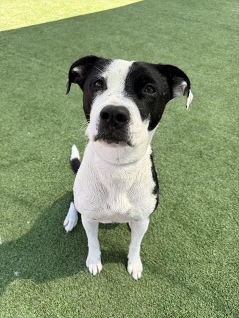 PENELOPE PIT