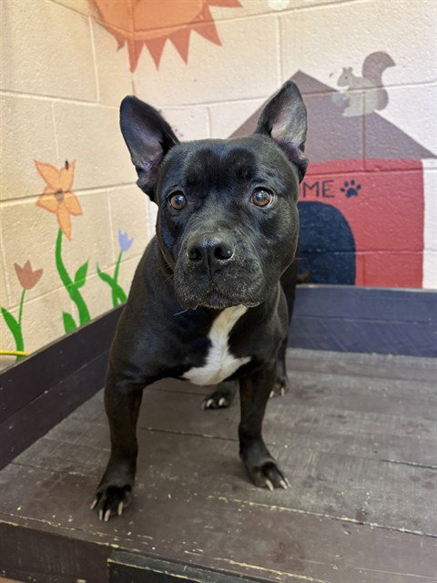 MAVIS