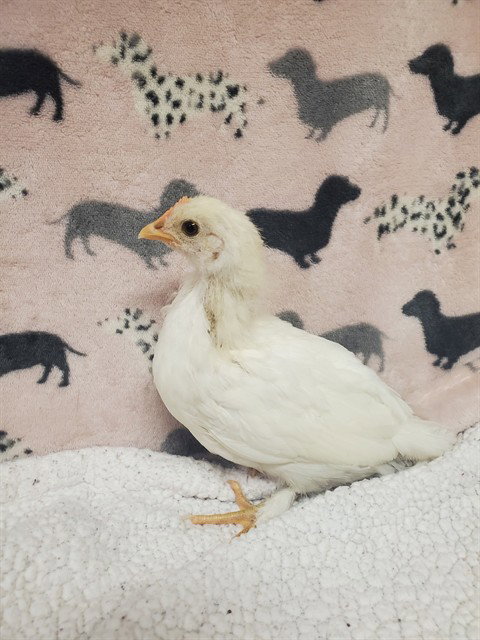 MADAM