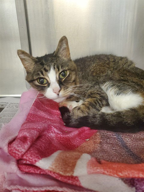 THREE, an adoptable Domestic Short Hair in Castaic, CA
