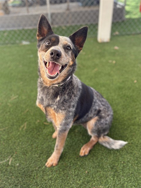 ROO, an adoptable Australian Cattle Dog in Castaic, CA