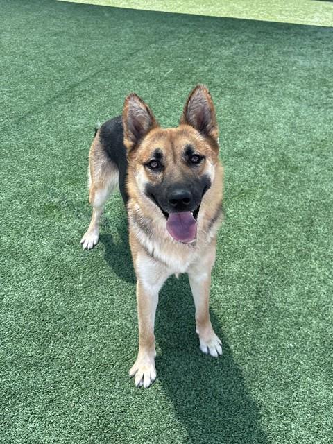 RORY, an adoptable German Shepherd Dog in Castaic, CA