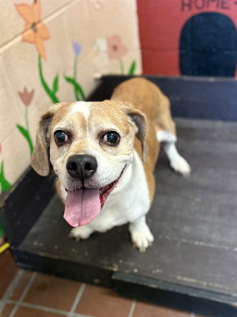 LITTLE MISS MILLI, an adoptable Basset Hound in Castaic, CA