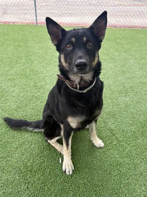 Lyra - German Shepherd Dog