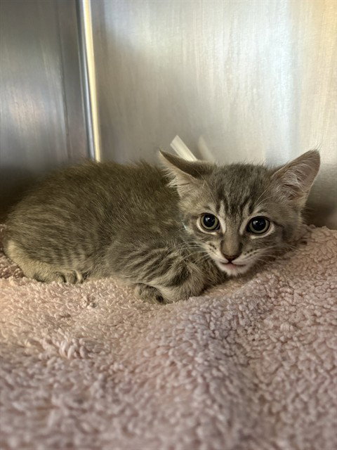 MERCURY, an adoptable Domestic Short Hair in Castaic, CA