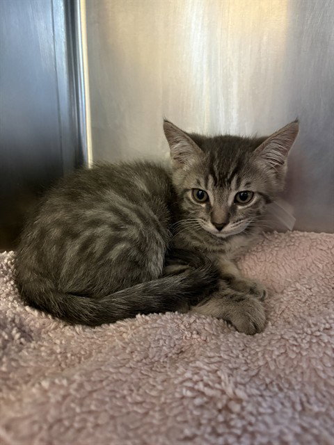 MARS, an adoptable Domestic Short Hair in Castaic, CA