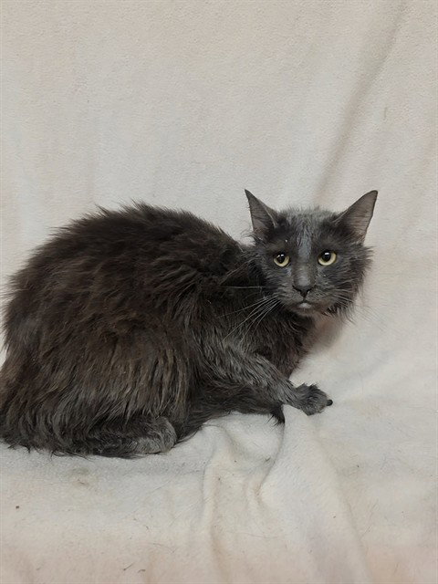 WASABI, an adoptable Domestic Long Hair in Castaic, CA