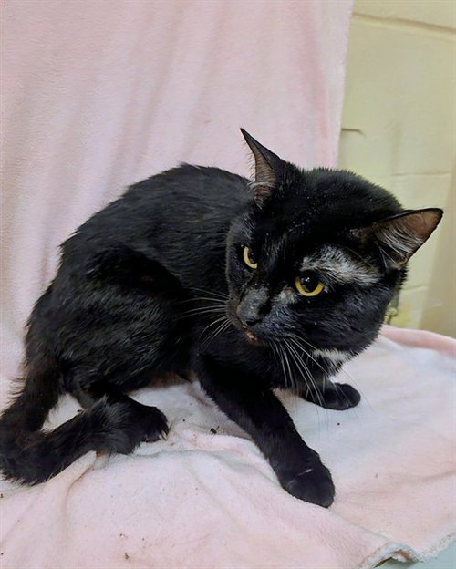 MISO, an adoptable Domestic Short Hair in Castaic, CA