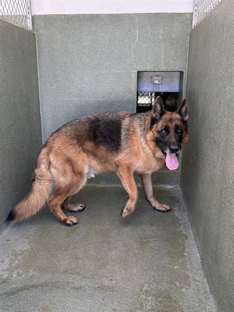 RAMBO