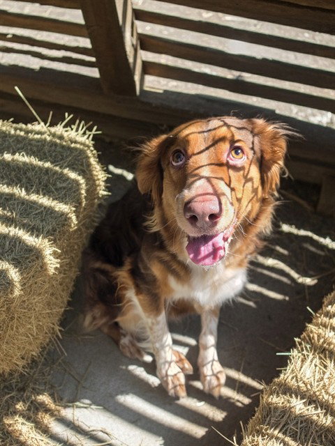 CANELA