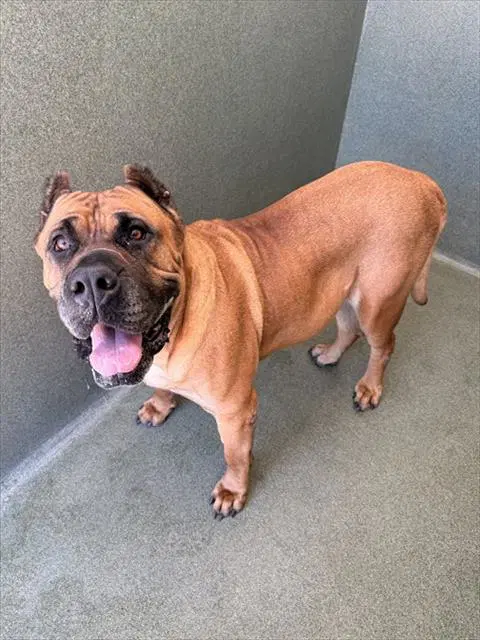Gigi - Presa Canario