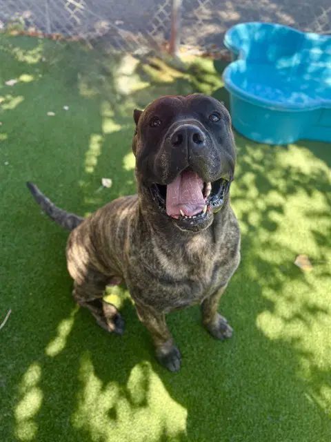 Butch - Presa Canario