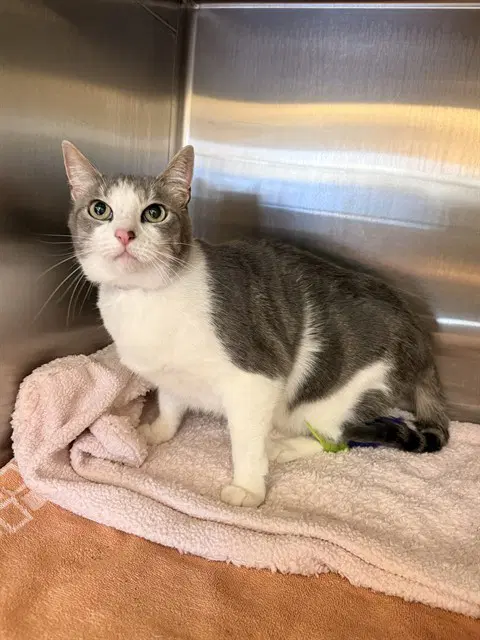 Rooty Tooty - Domestic Short Hair
